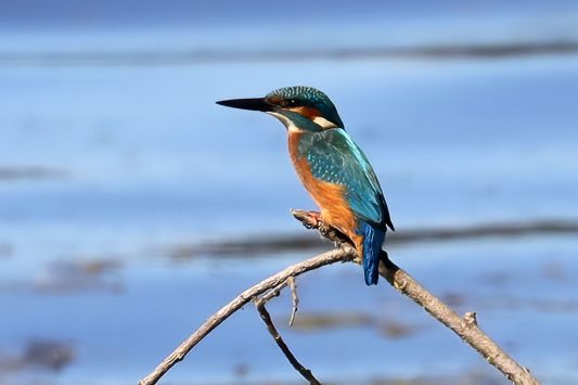 AktNatBeo-200820-hw-21_Eisvogel_Hirschauer_Bucht_8C3A4963