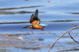 AktNatBeo-200820-hw-22_Eisvogel_Hirschauer_Bucht_8C3A5013