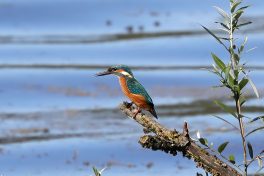 AktNatBeo-200820-hw-24_Eisvogel_m_Hirschauer_Bucht_8C3A5084