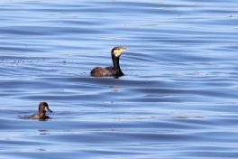 AktNatBeo-200820-hw-26_Kormoran_Hirschauer_Bucht_8C3A5106