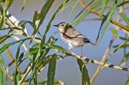 AktNatBeo-200820-hw-27_Fitis_Hirschauer_Bucht_8C3A5161