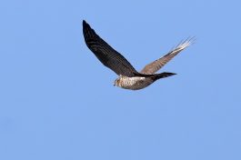 AktNatBeo-200820-hw-28_Sperber_Hirschauer_Bucht_8C3A5168