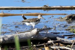 AktNatBeo-200820-hw-30_Flussuferlaeufer_Hirschauer_Bucht_8C3A5218
