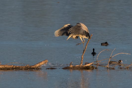 AktNatBeo-200822-ta-01_HB_Graureiher