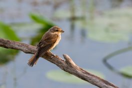 AktNatBeo-200822-ta-02_HB_junger_Neuntoeter