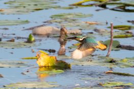 AktNatBeo-200822-ta-04_HB_Eisvogel