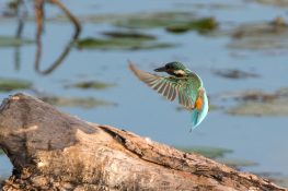 AktNatBeo-200822-ta-05_HB_Eisvogel