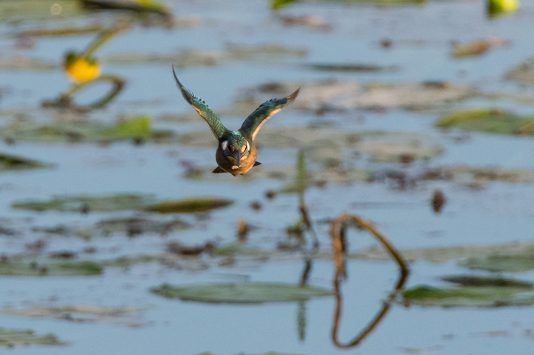 AktNatBeo-200822-ta-06_HB_Eisvogel