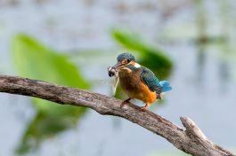 AktNatBeo-200822-ta-07_HB_Eisvogel_mit_Kaulquappe