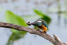AktNatBeo-200822-ta-08_HB_Eisvogel_mit_Kaulquappe