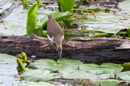 AktNatBeo-200822-ta-09_HB_Flussuferlaeufer