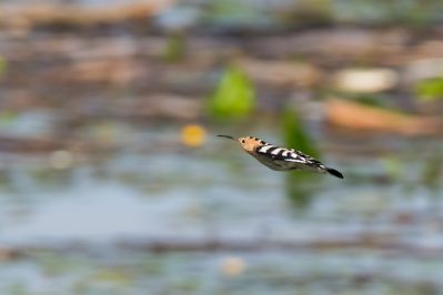 AktNatBeo-200822-ta-10_HB_Wiedehopf