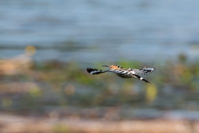 AktNatBeo-200822-ta-11_HB_Wiedehopf