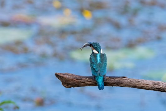 AktNatBeo-200822-ta-12_HB_Eisvogel