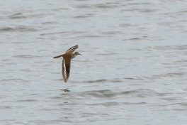 AktNatBeo-200822-ta-13_HB_Flussuferlaeufer