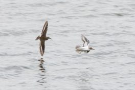 AktNatBeo-200822-ta-14_HB_Flussuferlaeufer
