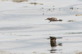 AktNatBeo-200822-ta-15_HB_Flussuferlaeufer