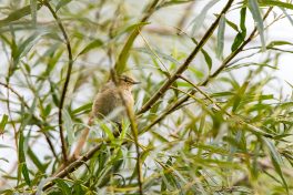 AktNatBeo-200822-ta-16_HB_Fitis