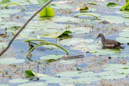 AktNatBeo-200822-ta-17_HB_Gelbwangenschildkroete_und_Teichuhn