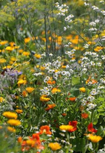 BHM_Krauterbuschn_002