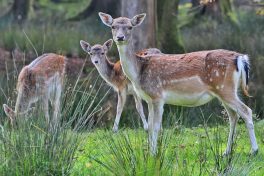 ChIns_HerrenIns_T_3_63-Damwild_JZI_5695-1140pix