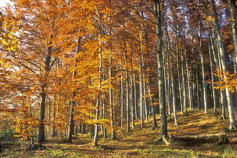 ChIns_HerrenIns_T_x_1-3_50-PriSpa-hz-10-72-Buchenwald-an-der-Paulsruh-JZI-1140pix