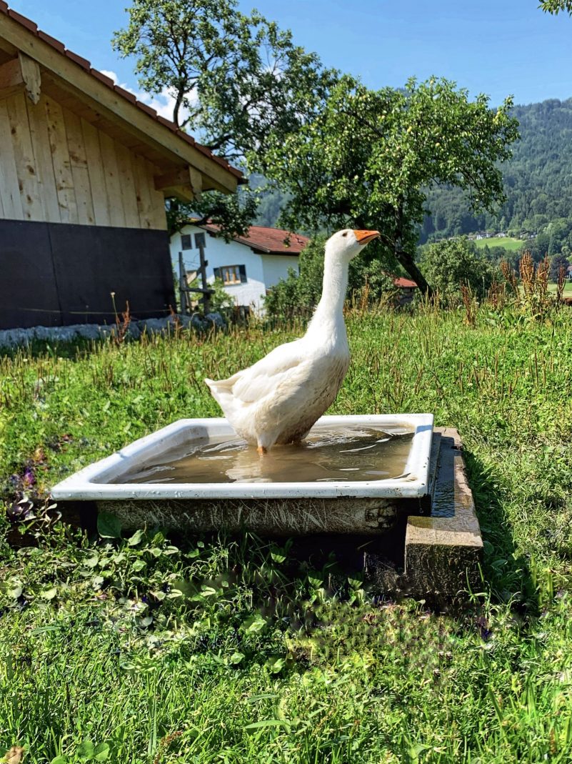 Schnatternde Erfrischung_Foto H. Reiter