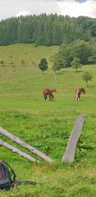 Screenshot_20200816-093736_Gallery