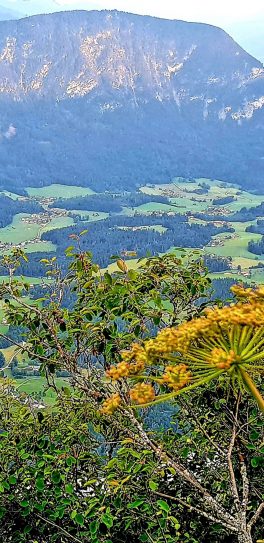 Screenshot_20200826-163523_Gallery