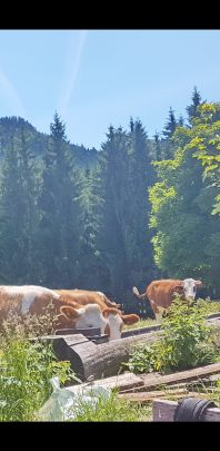 Screenshot_20200827-135204_Photos