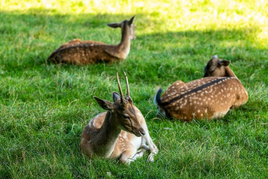 Wildpark-Poing-1030924