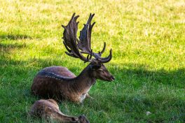 Wildpark-Poing-1030927