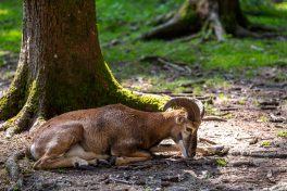 Wildpark-Poing-1030936