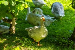 Wildpark-Poing-1030958