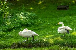 Wildpark-Poing-1030963