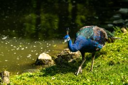 Wildpark-Poing-1030965