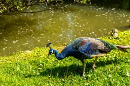 Wildpark-Poing-1030968