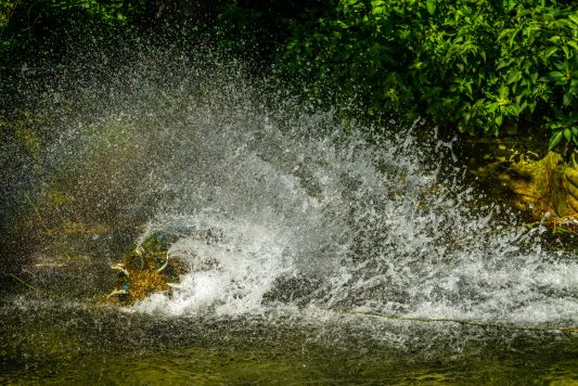 Wildpark-Poing-1030984