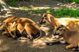 Wildpark-Poing-1030989