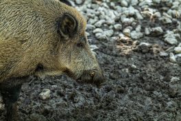 Wildpark-Poing-1030995