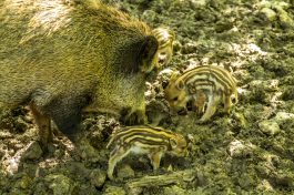 Wildpark-Poing-1040007