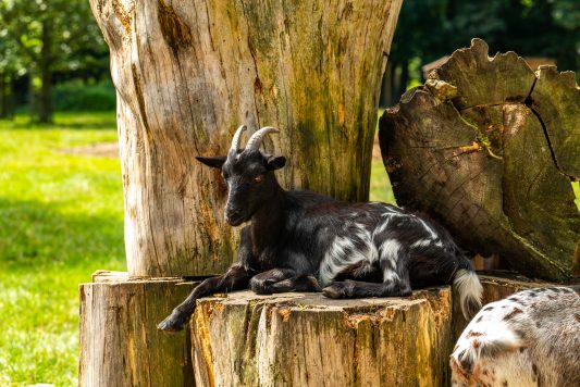 Wildpark-Poing-1040032