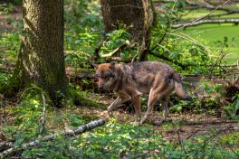 Wildpark-Poing-1040039