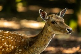 Wildpark-Poing-1040064