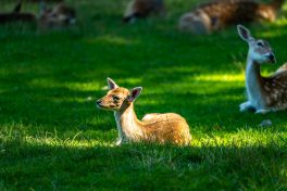 Wildpark-Poing-1040082