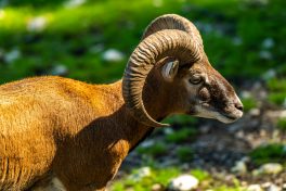 Wildpark-Poing-1040086