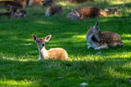 Wildpark-Poing-1040089