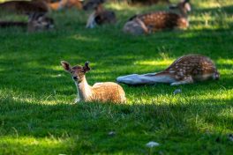 Wildpark-Poing-1040091