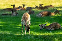 Wildpark-Poing-1040096