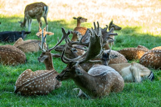 Wildpark-Poing-1040103